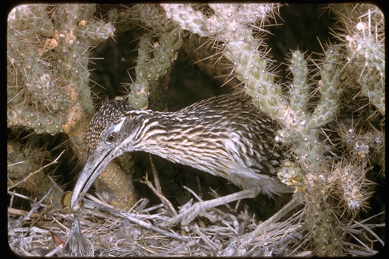 Roadrunner photo