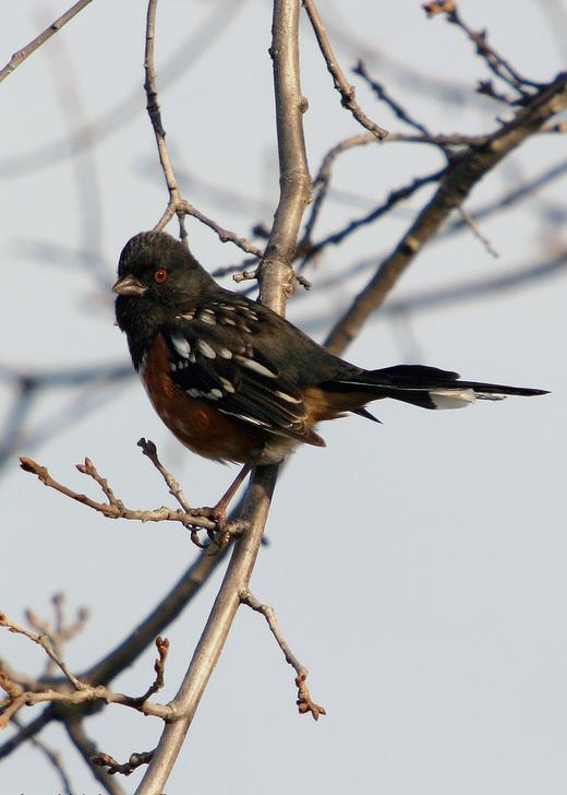 Rufous-sided Towhee photo