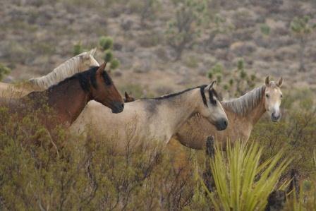 Wild Horse photo