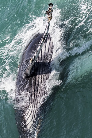 Humpback whale breaking the surface