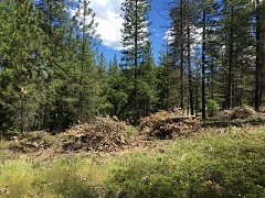 Pile of Brush waiting to be burned in green meadow. Photo by Julie Martin/BLM. 