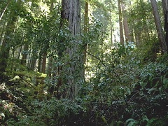 Lush coastal forest. Photo by Bob Wick/BLM.