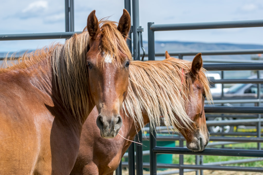 Wild horses at the recent adoption event at Deerwood Ranch in Wyoming. Photo by Nikki Maxwell, BLM.