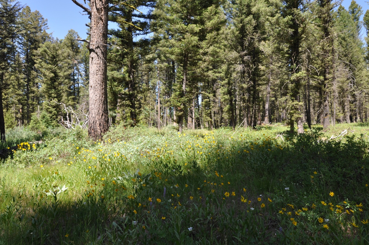 Shotgun Valley in Eastern Idaho where BLM is in the process of a 135-acre timber sale project to enhance forest health and promote wildland urban interface objectives.