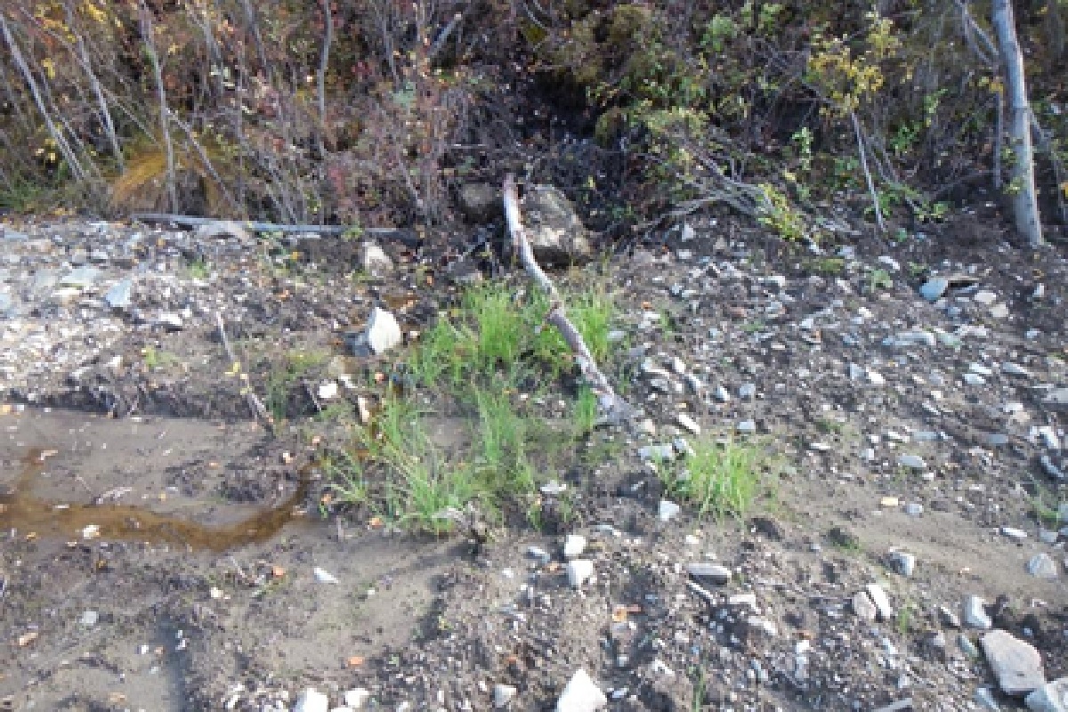 Tufts of green plants growing from the soil in the field.