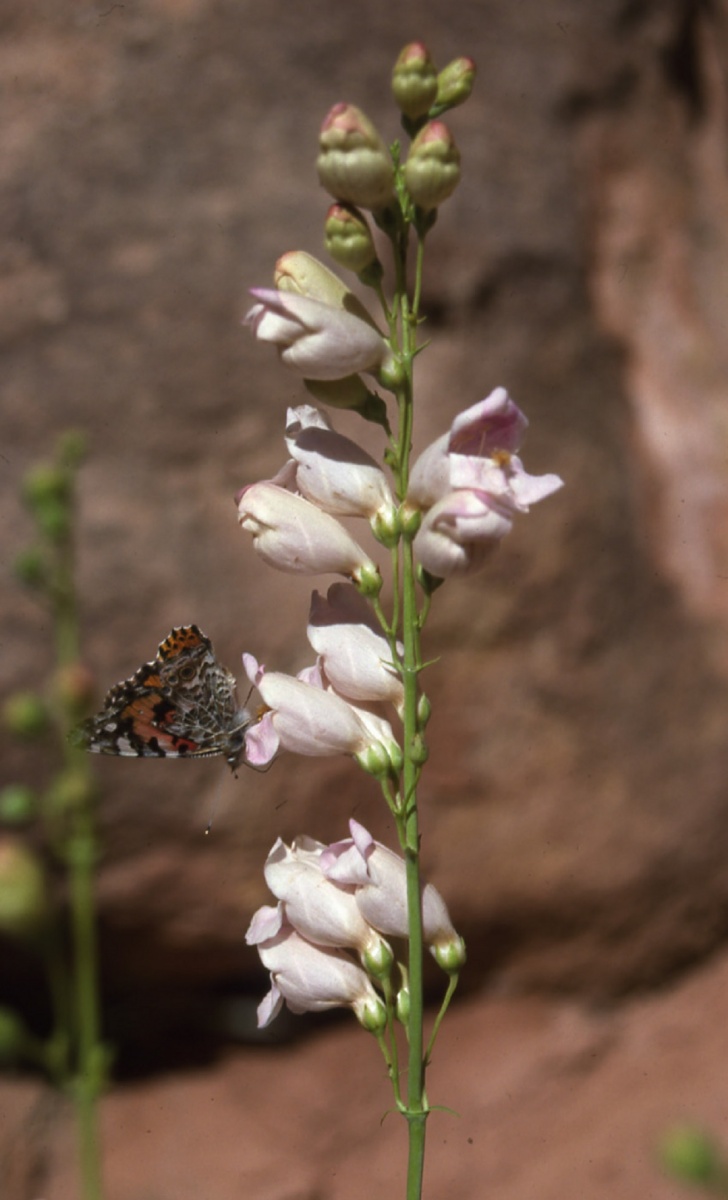 Small flowers on a long stem.