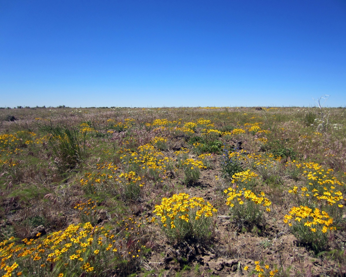 Landscape with yellow wildflowers.