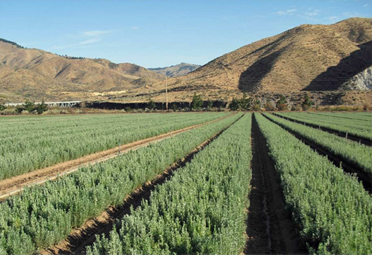 Rows of sagebrush seedlings growing in a field.