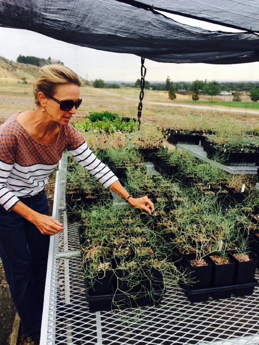 A woman crouches over rows of plant tubes in boxes.