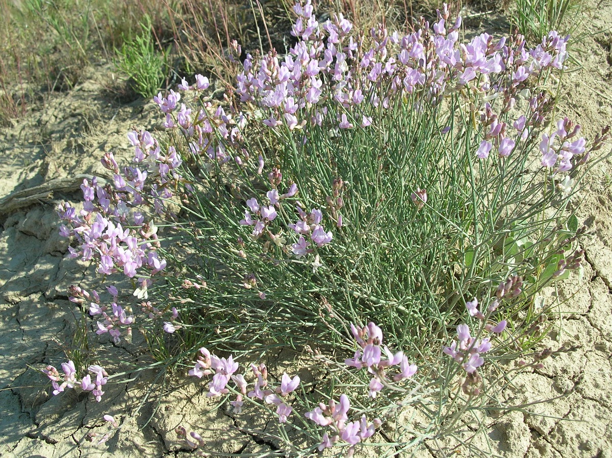 A green plant with light purple flowers.