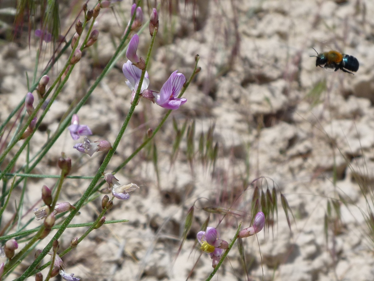 bee hovering in front of small purple pea flowers