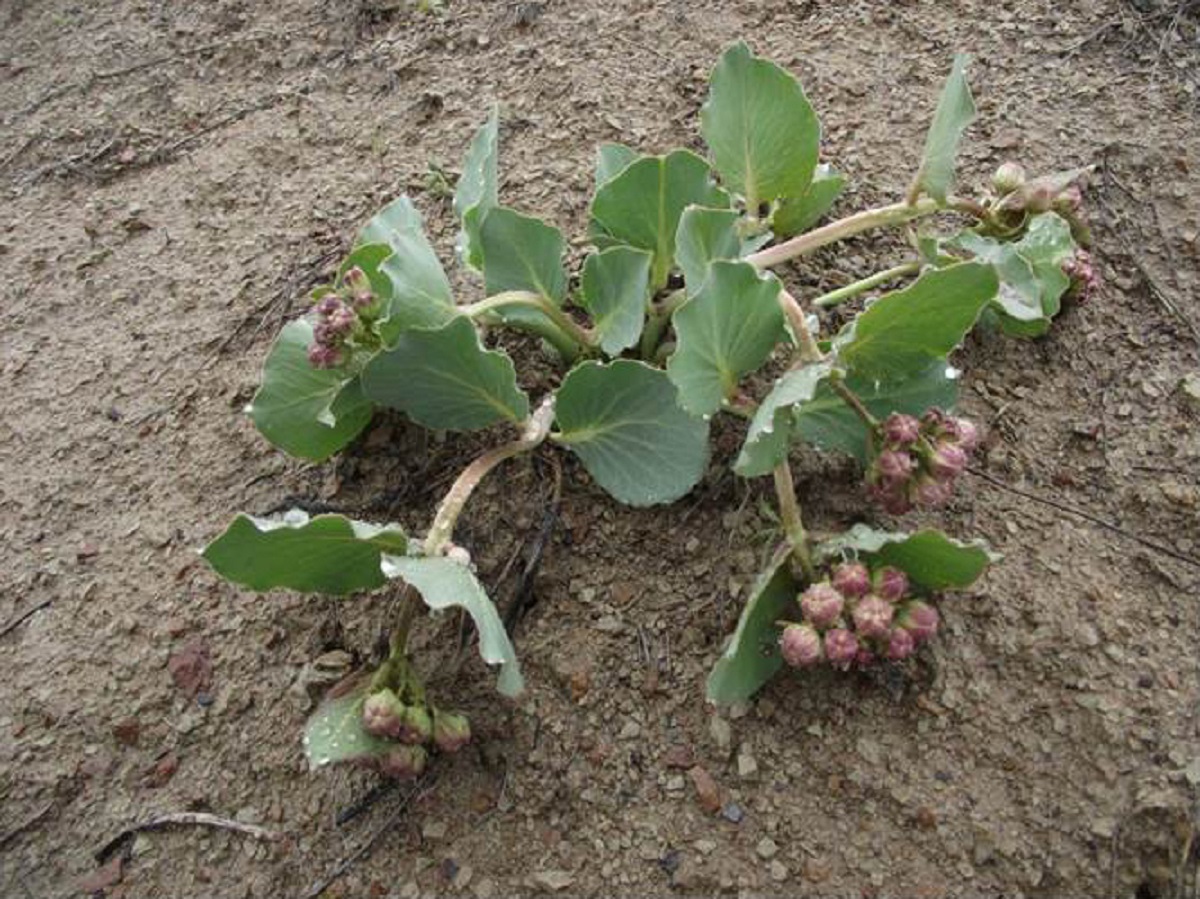 A close up of a leafy plant on the ground.