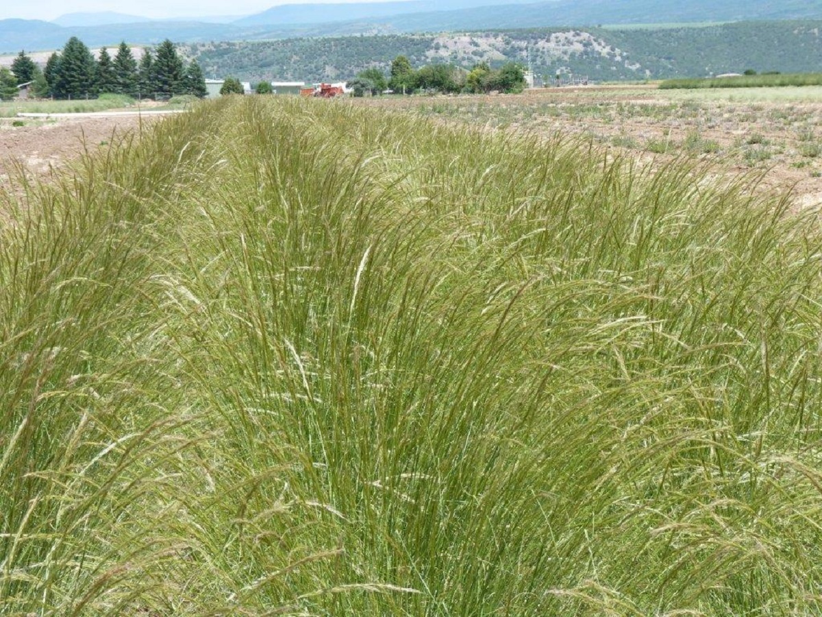 Rows of green needlegrass in an agricultural field.