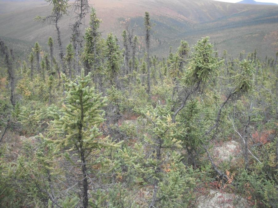 Black Spruce on permafrost soils White Mountains E Geisler