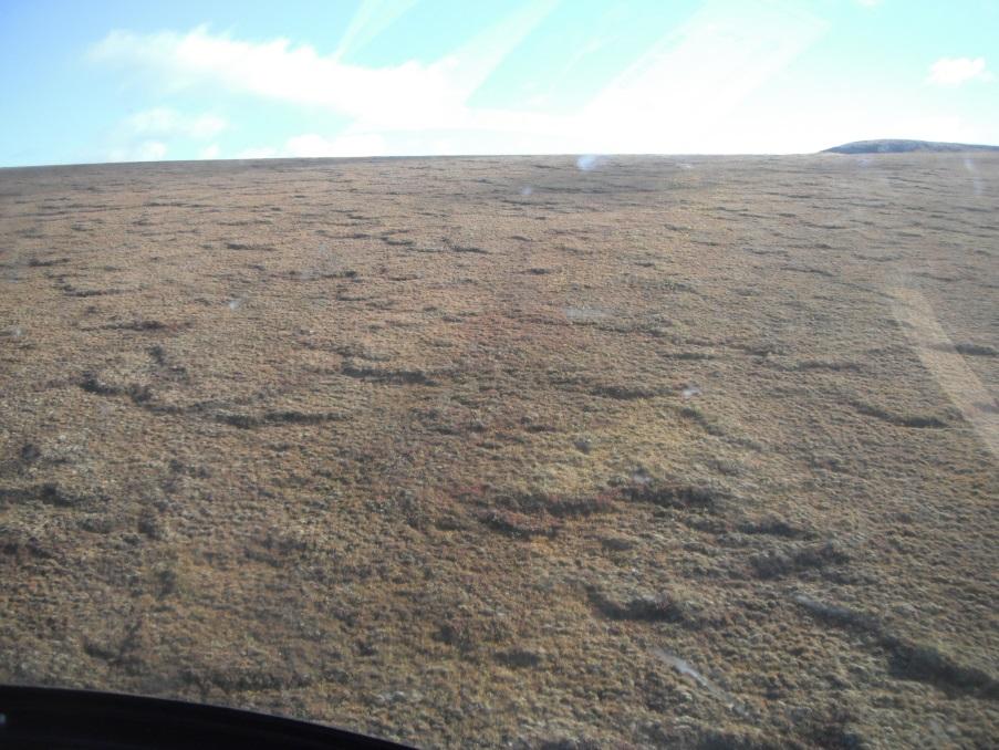 Tussock Tundra with Solifluction Lobes White Mountains  E Geisler