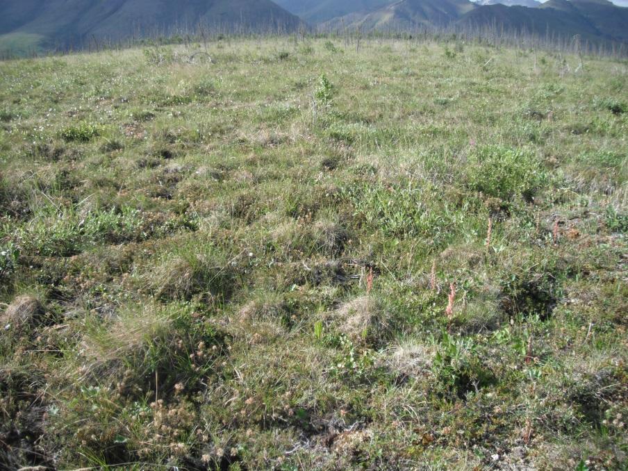 Tussock Tundra White Mountains E Geisler