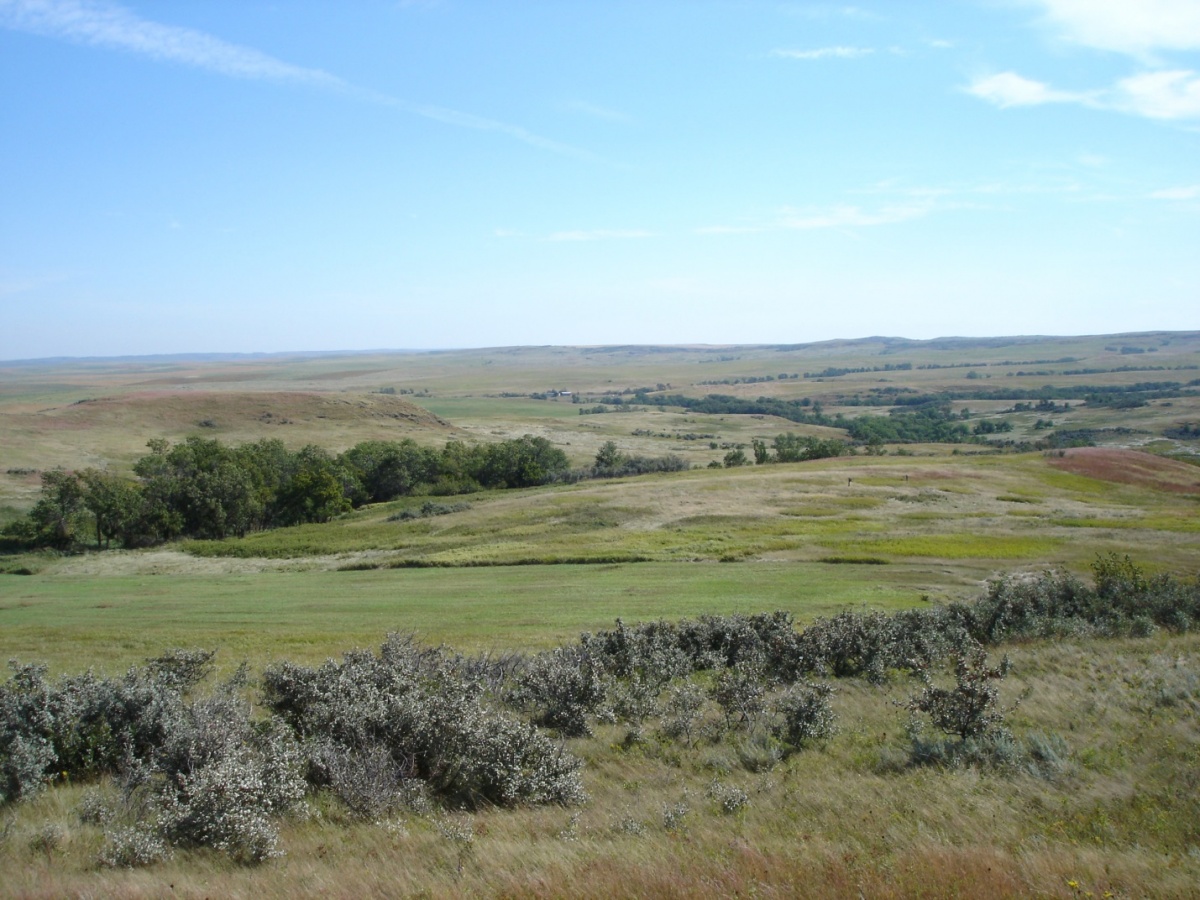 native plants montana