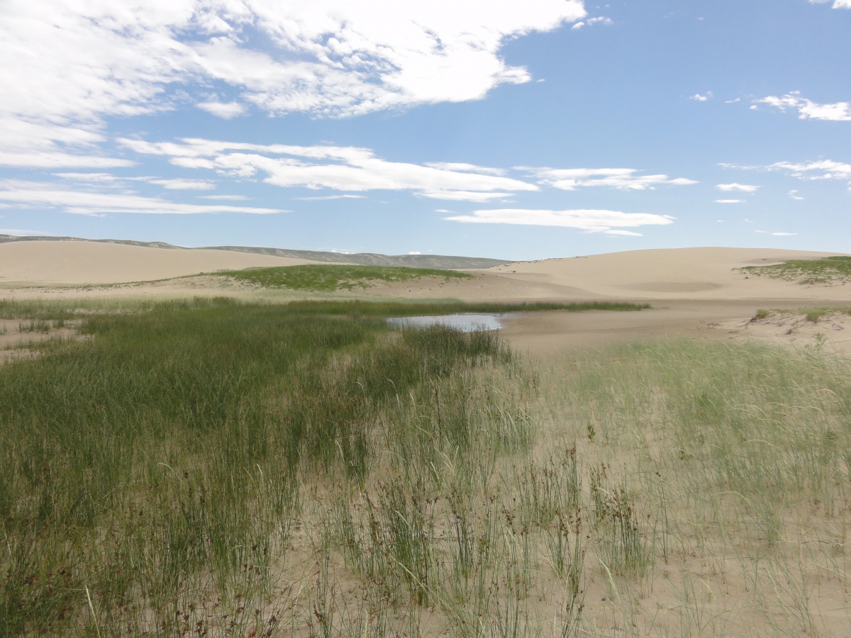 A grassy area and small pond are in the sand dunes.