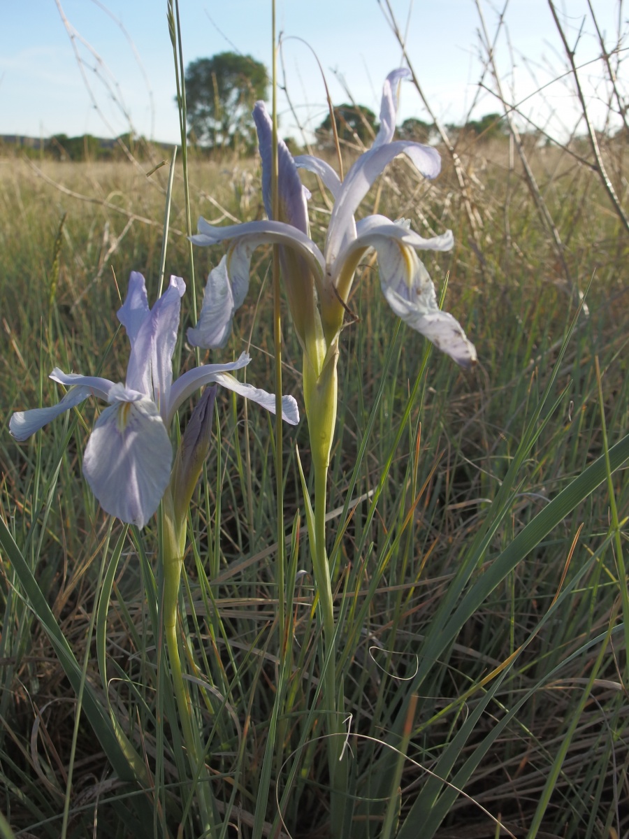 Two lavender lilies grow in the middle of grass.