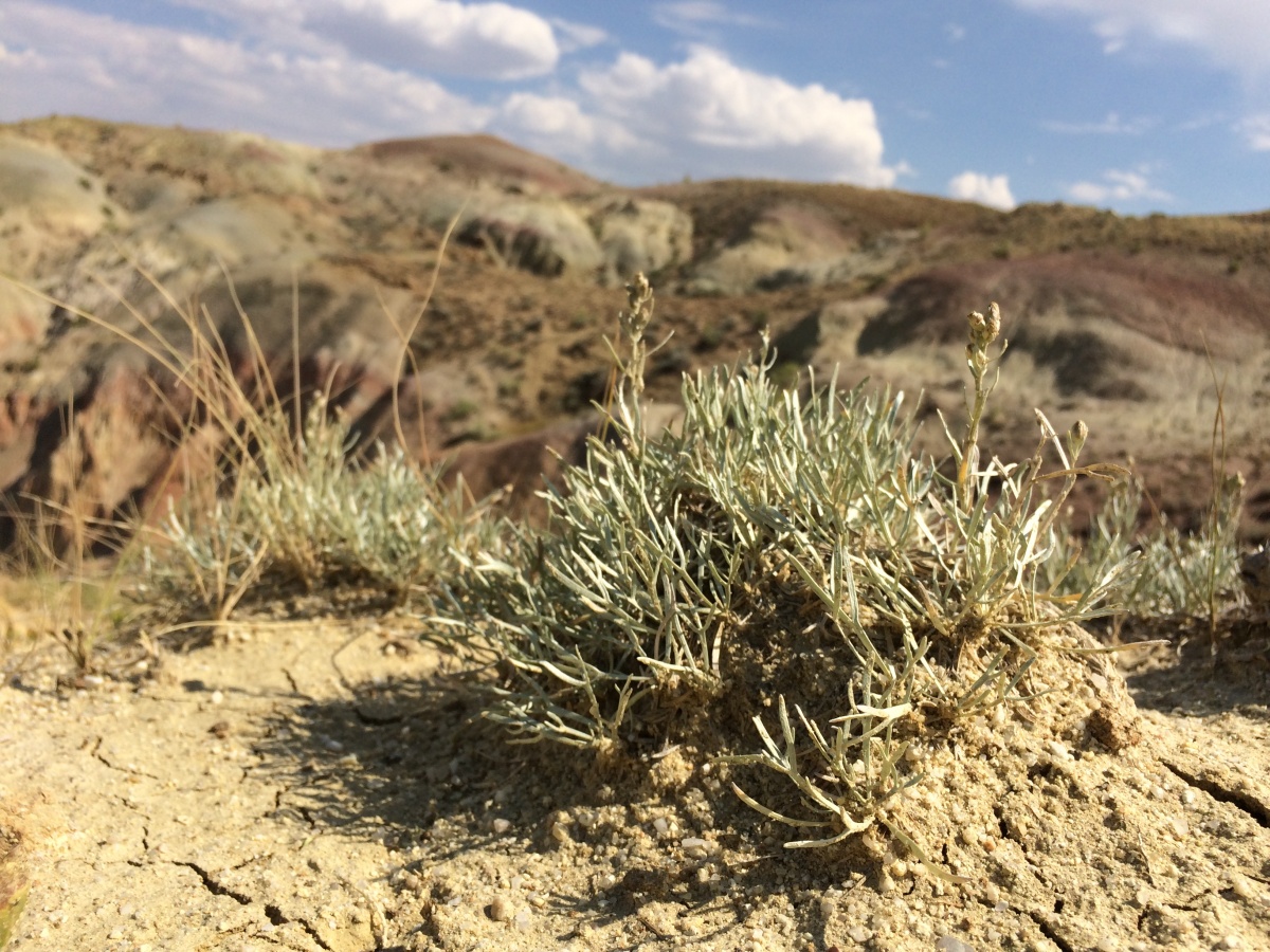 A light green, spiny-leaved bush grows up out of a dirt mound.