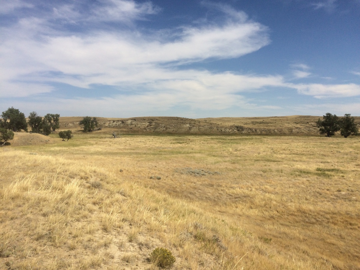 A prairie shot with the light tan grass and a few small trees in the distance.