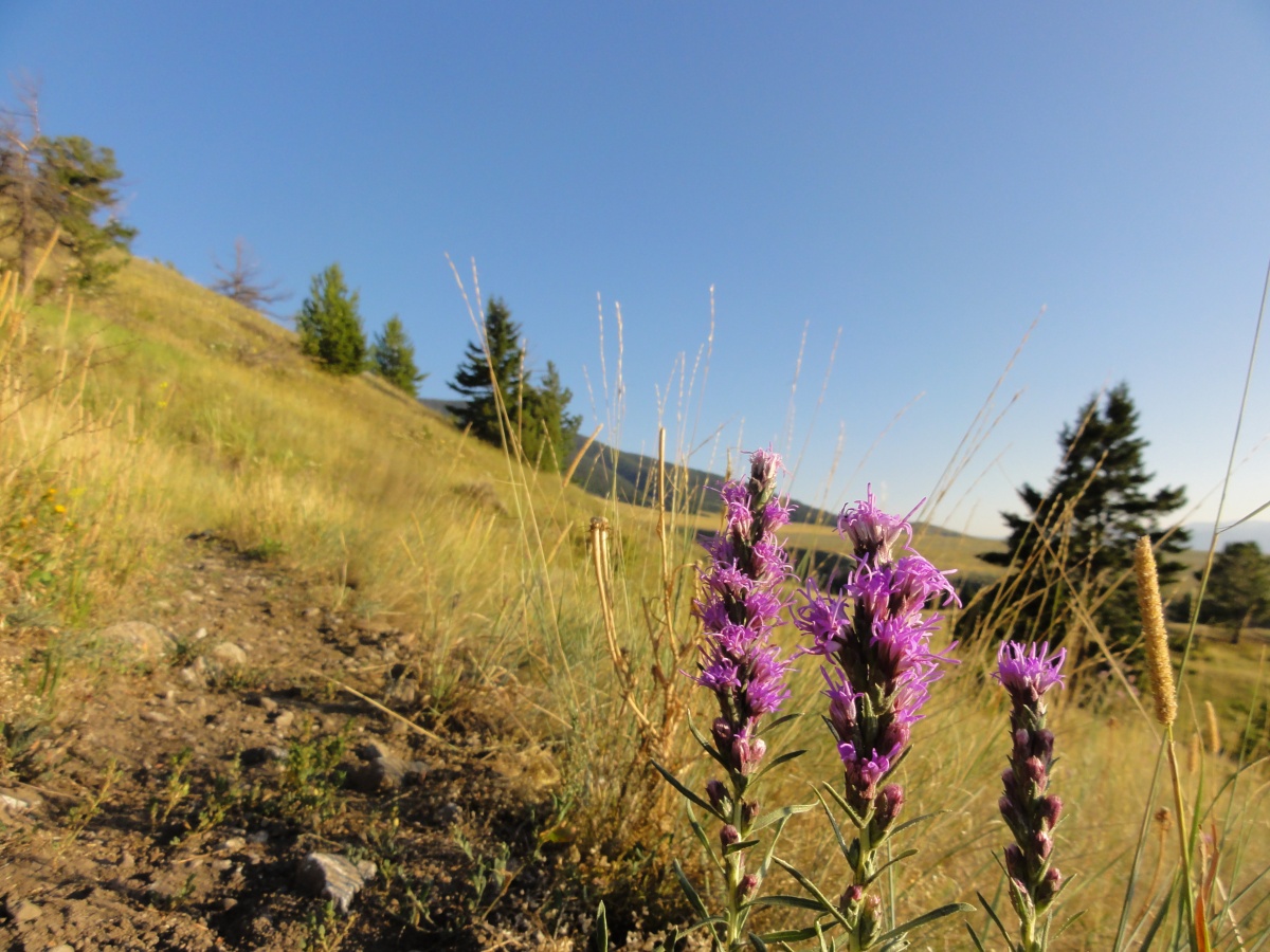 Three elongated purple flowers grow on the side of a grassy hill.