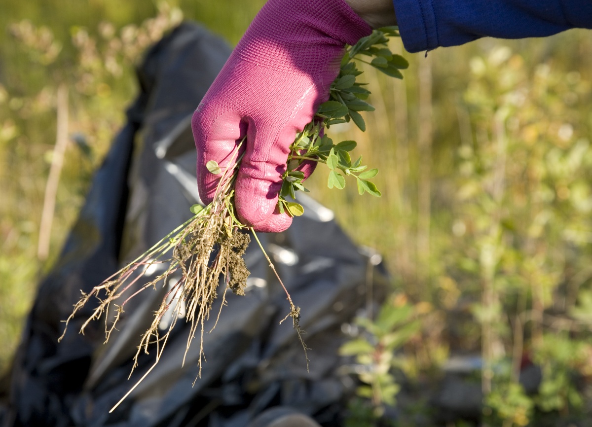 BLM volunteers and staff pulling White Sweet Clover weeds at Rosie Creek along the Dalton Highway in Alaska.