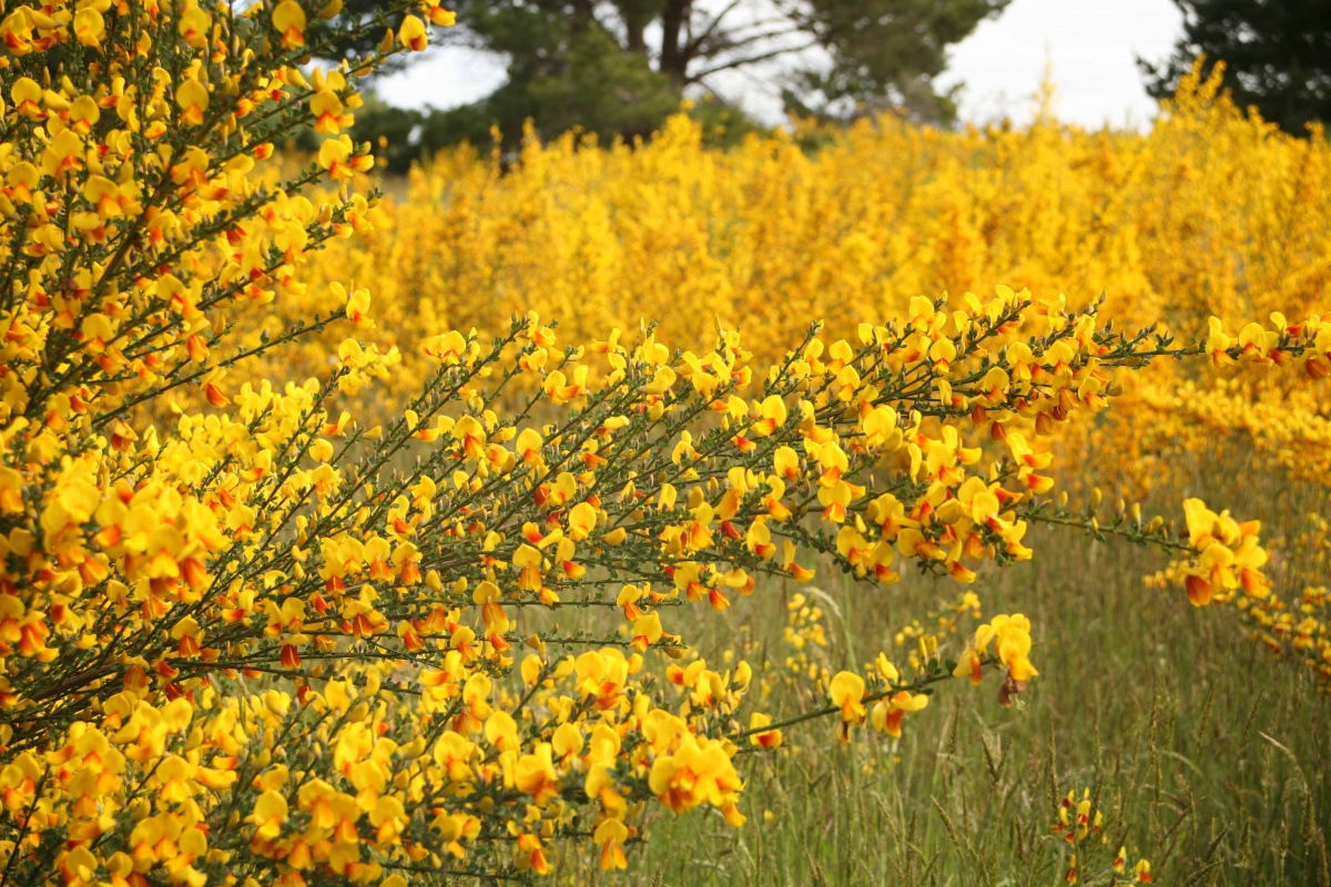 With its brilliant yellow flowers and dense, bushy stands along highways, Scotch broom is one of the most recognizable plants in northern California. It is also one of the most threatening to native plants and landscapes.