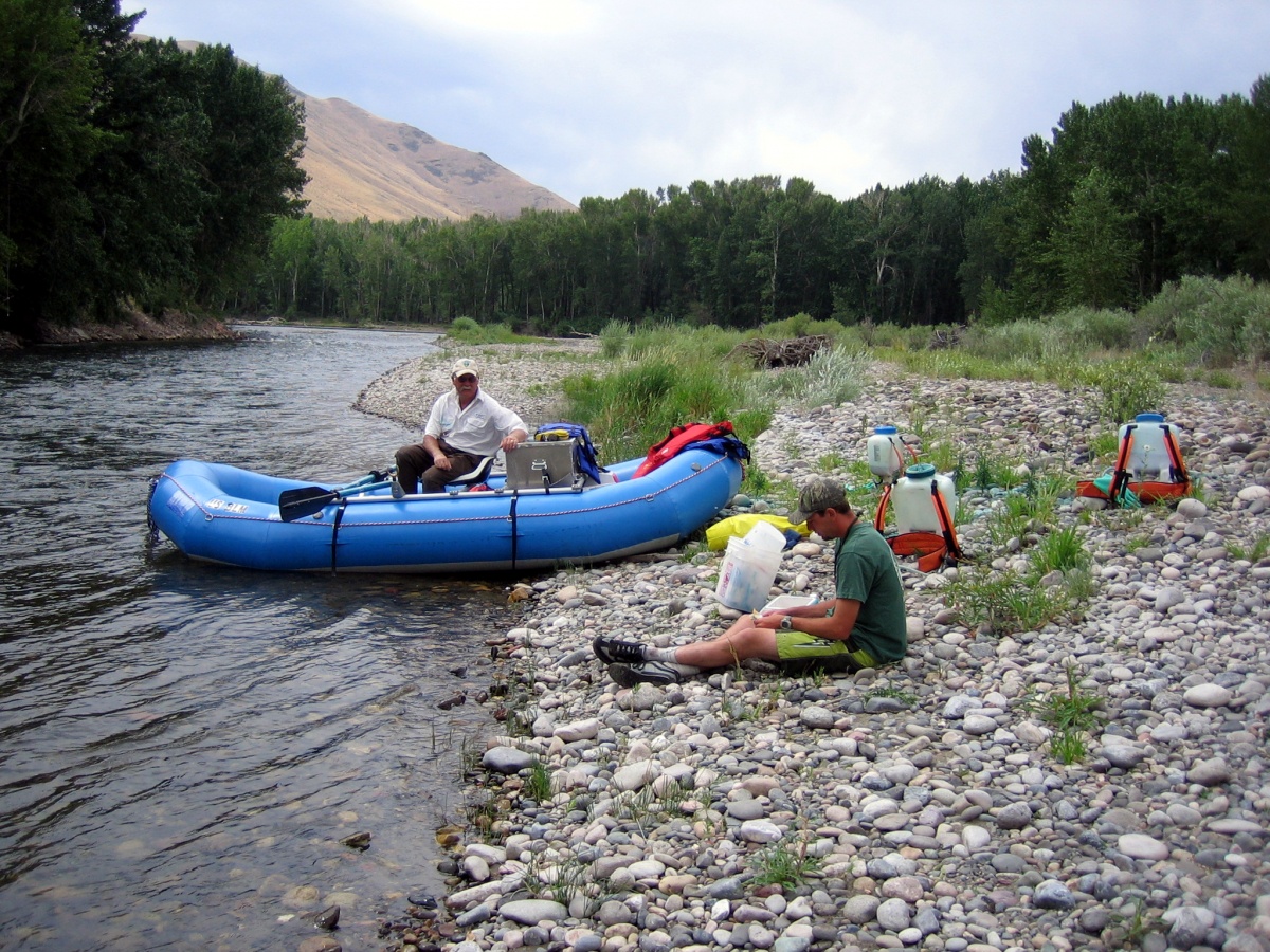 Leafy Spurge treatment along Salmon River