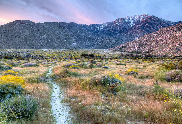 The snow-laden north face of Mount San Jacinto and surrounding foothills glow pink and purple during dusk. Wildflowers are visible in the foreground, as is the Pacific Crest Trail, wending toward the mountains. Photo by Bob Wick, BLM.