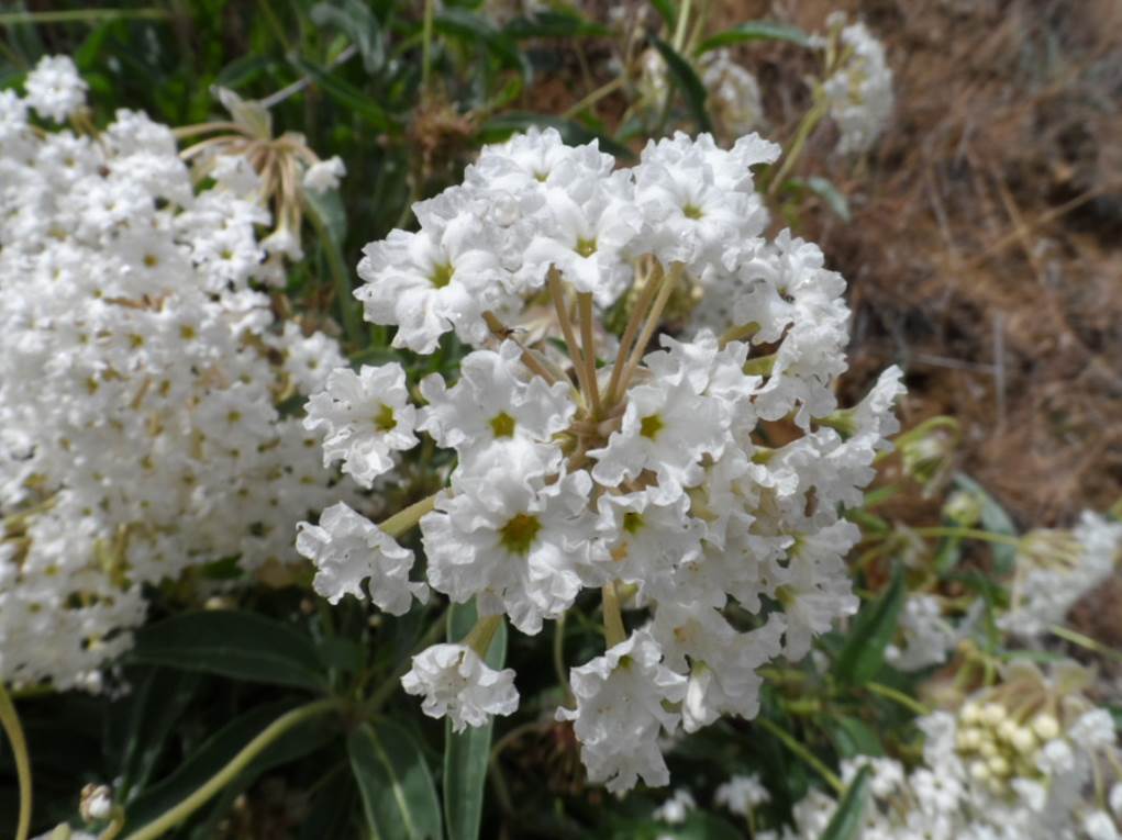 photo of ruffly white flowers growing in bunches  