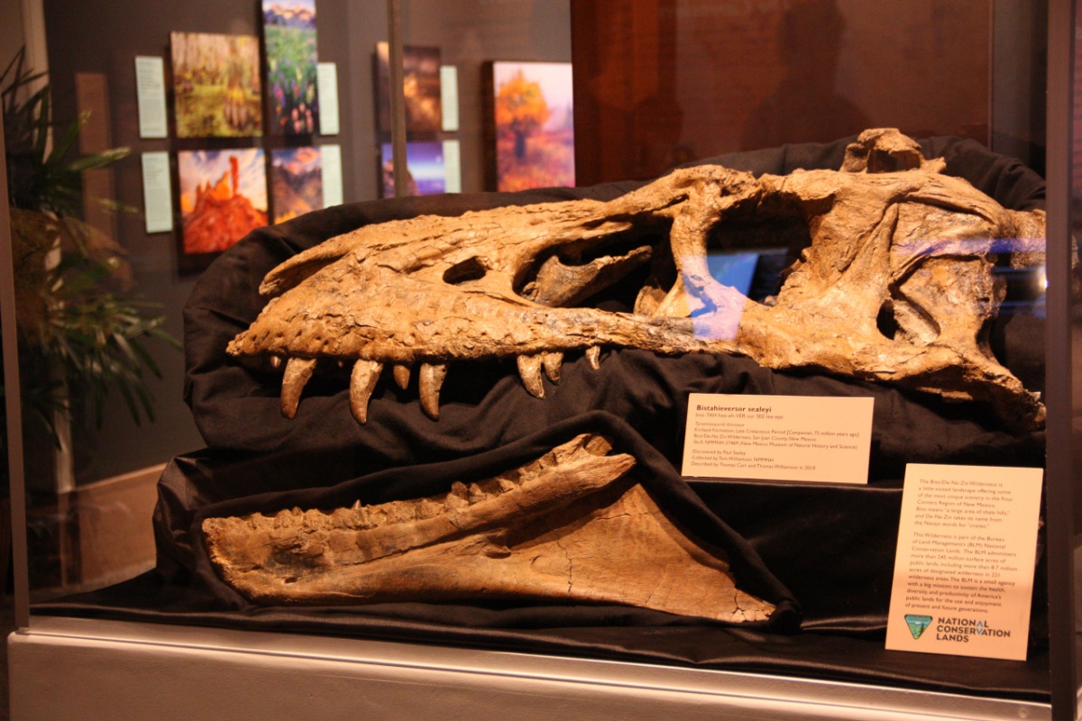 The Bisti Beast skill on display at the Smithsonian Museum in Washington, D.C. Photo by Lissa Eng, BLM.