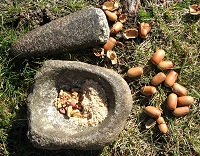 Processing acorns