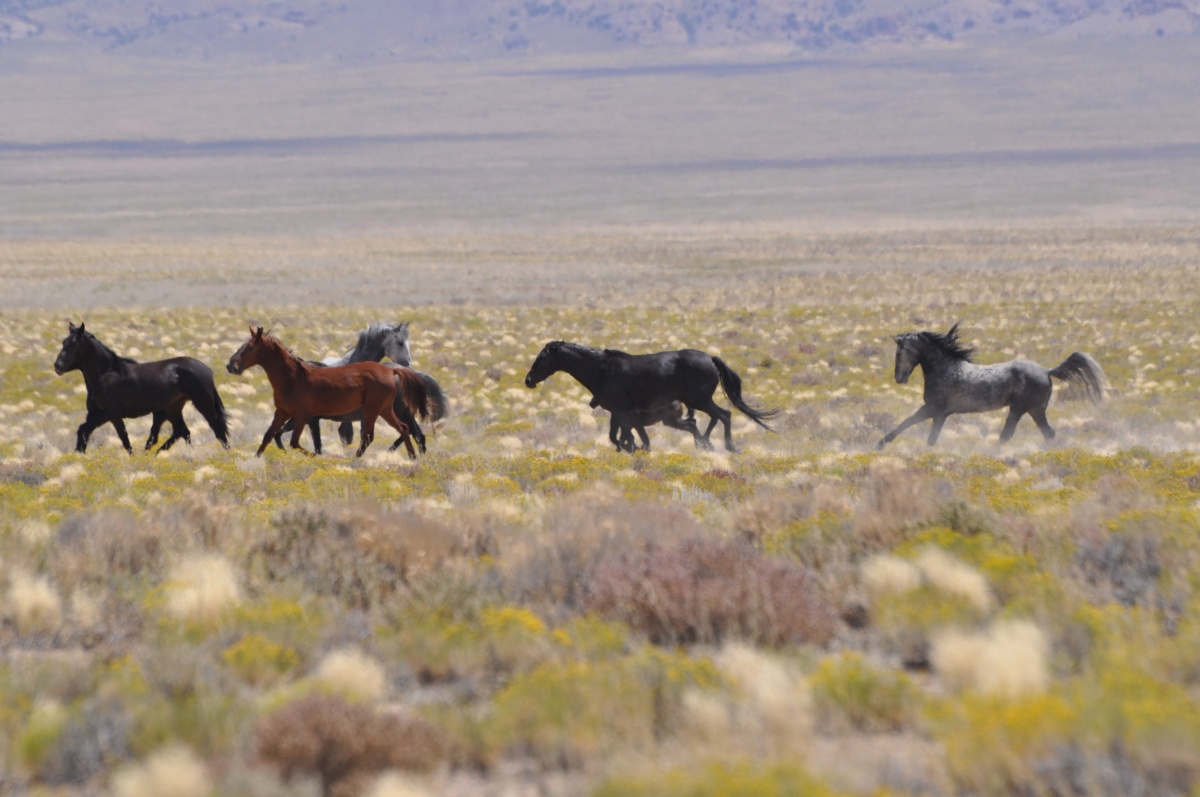 Stone Cabin Wild Horses