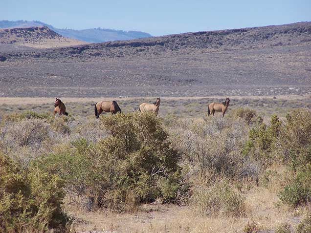 Four dun stallions in sagebrush. Photo by Amy Dumas/BLM.