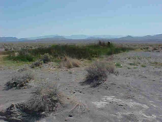 A spring in the Mojave Desert. Photo by Alex Neibergs/BLM.