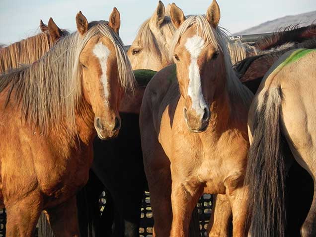 Two palomino stallions in a pen. Photo by Amy Dumas/BLM 