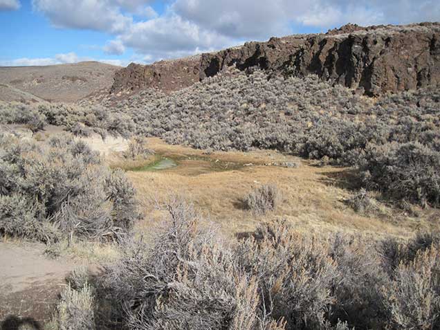 A riparian area in sagebrush. Photo by Steve Surian/BLM