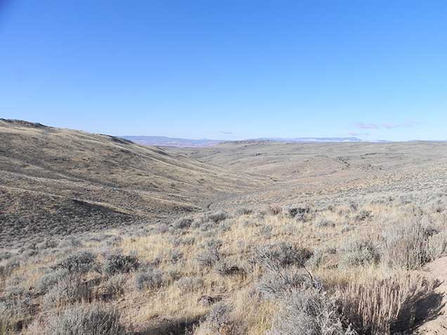 A landscape of sagebrush and grasses on a gentle hill. Photo by Amy Dumas/BLM 