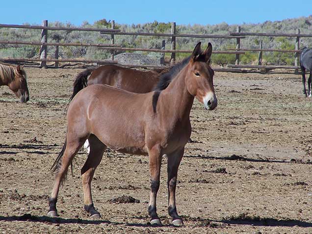 A dun molly mule in the corrals. Photo by Amy Dumas/BLM.