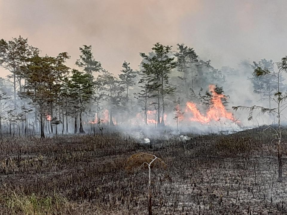 Cypress Fire Story