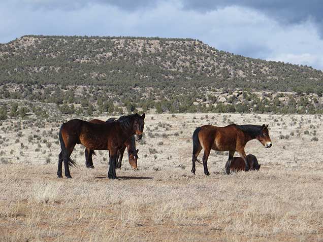 Wild Horses on the Carracas Mesa Herd Area. BLM photo.