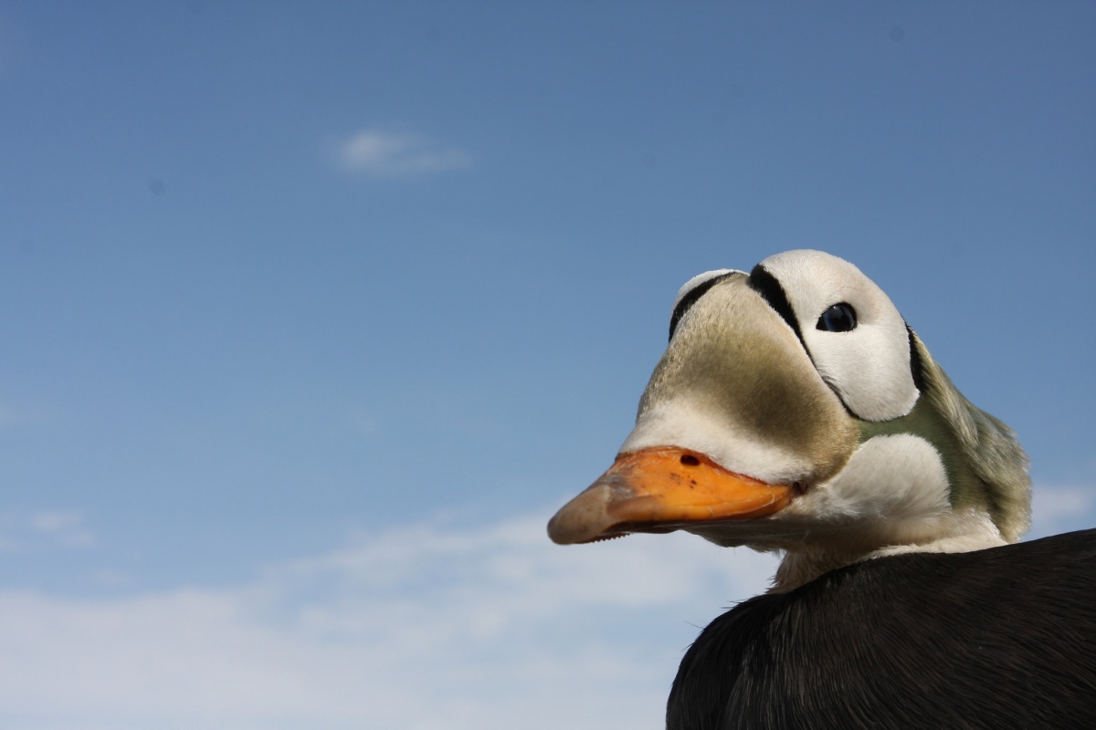 spectacled eider bird close up showing distinctive eye glass markings