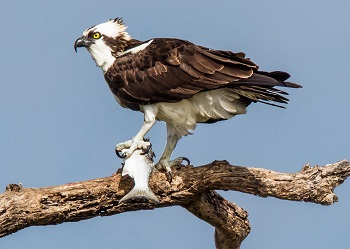 A large bird grasps a fish between his talons and the branch on which it is perched.