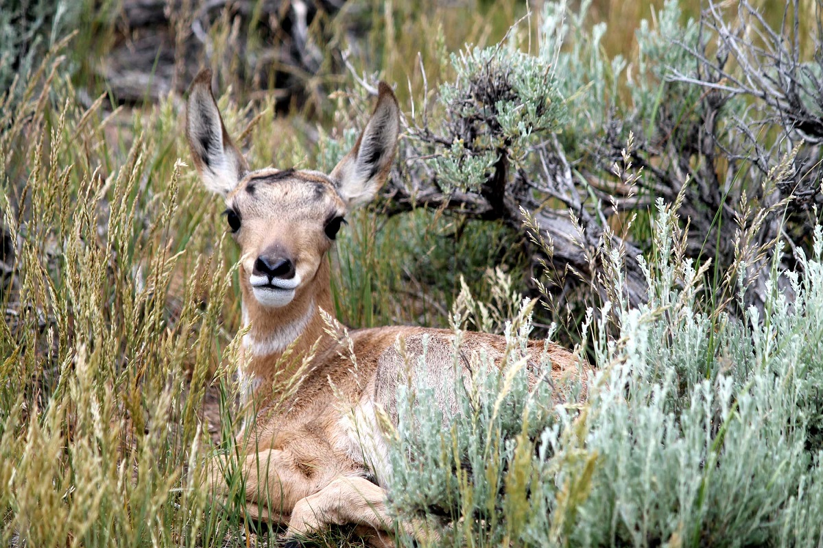 A closeup of a pronghorn fawn, which is curled up in long grass.