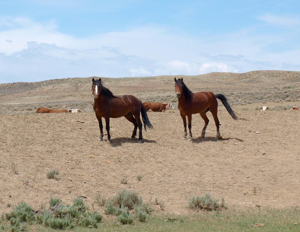 Two wild horses standing with some cows.