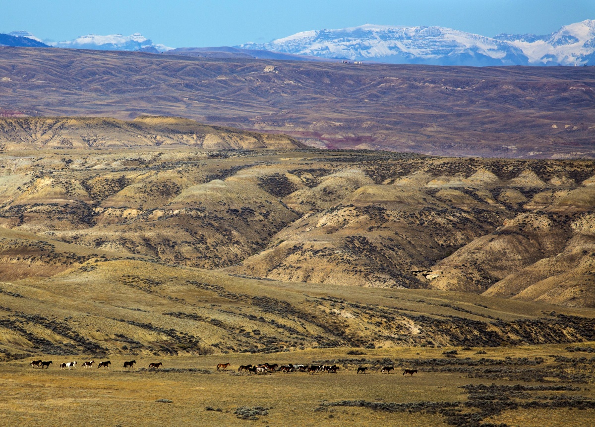 Photo of horses in the fifteenmile HMA