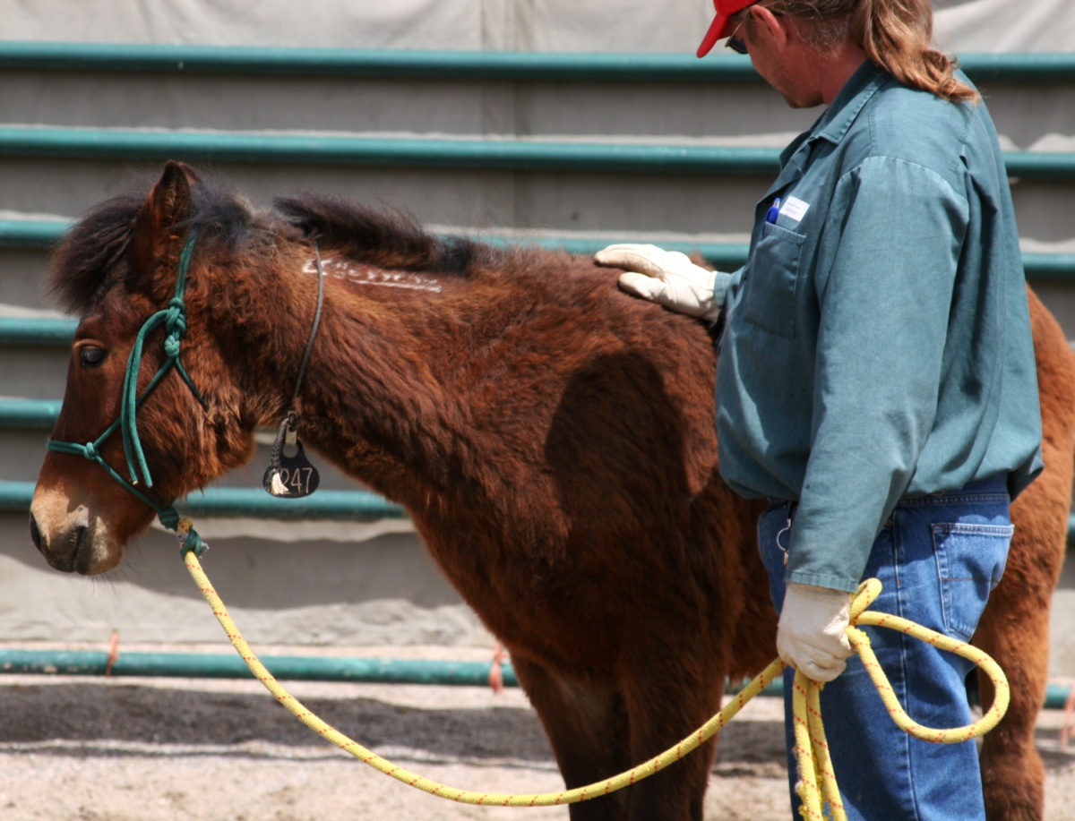 Closeup of burro with freeze brand.