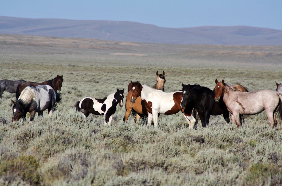 Group of wild horses standing in sagebrush.