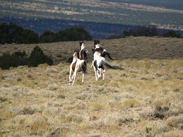 A band of wild horses in the Spring Creek Basin.  BLM Photo